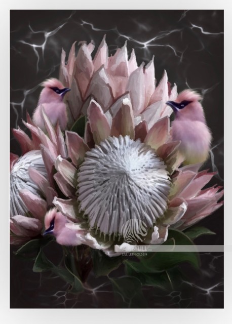 Protea - For deg som elsker blomster, Protea i full blomst - hele året.
